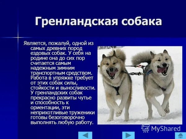 Гренландская собака
