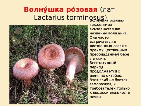 Волнушка розовая