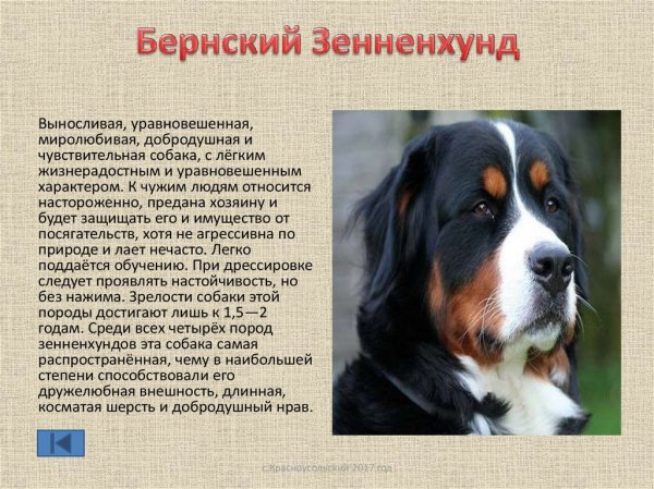 Бернский Зенненхунд