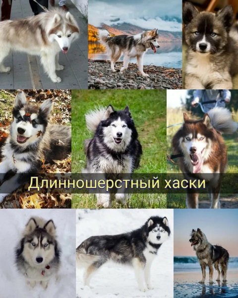 Сахалинский хаски