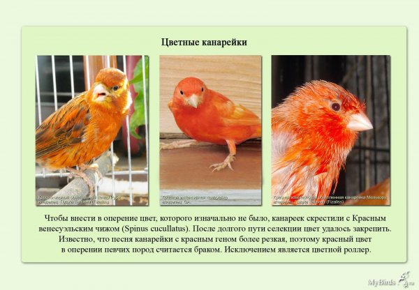 Цветные канарейки