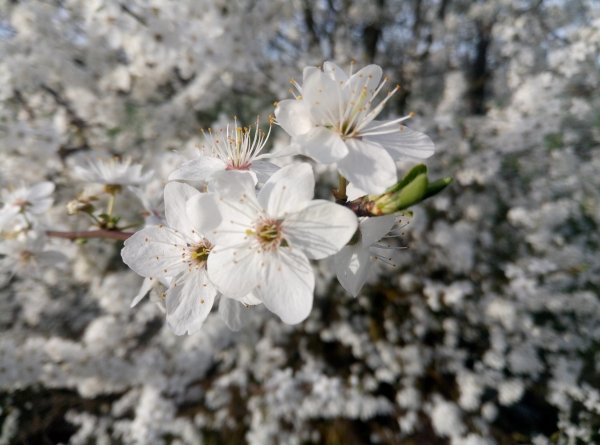 Cherry Plum Blossoms 2024 3