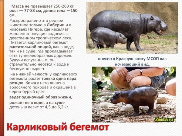 Карликовый бегемот