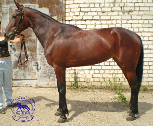 1.1 Гафаэль - гн. жер. рус. рыс. 2006 г.р