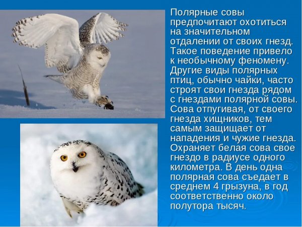 Полярные совы