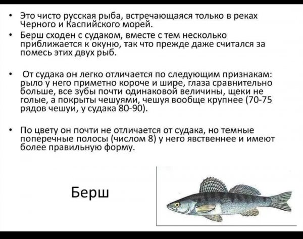 Берш
