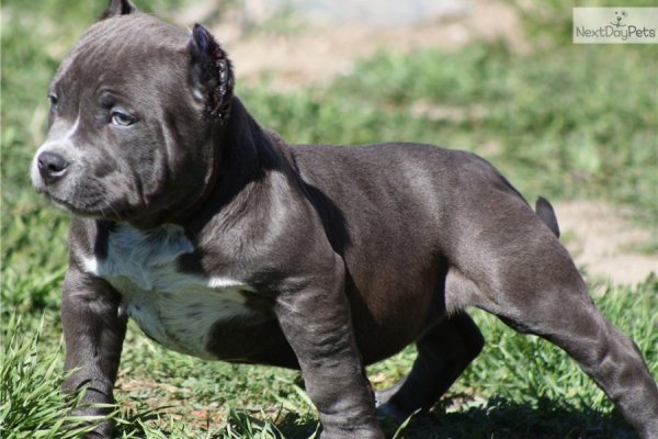 american-bully-puppy-picture-0dcd3031-69