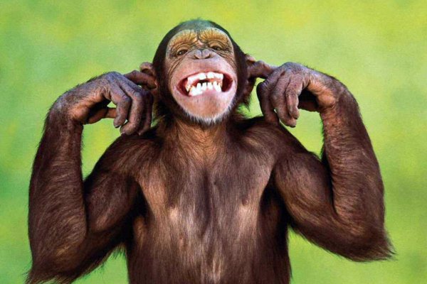 chimpanse