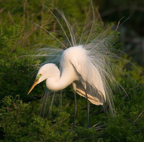 Большая белая цапля (Casmerodius albus)