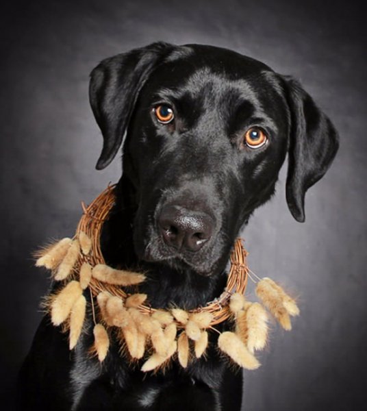 m-black-dog-980x645