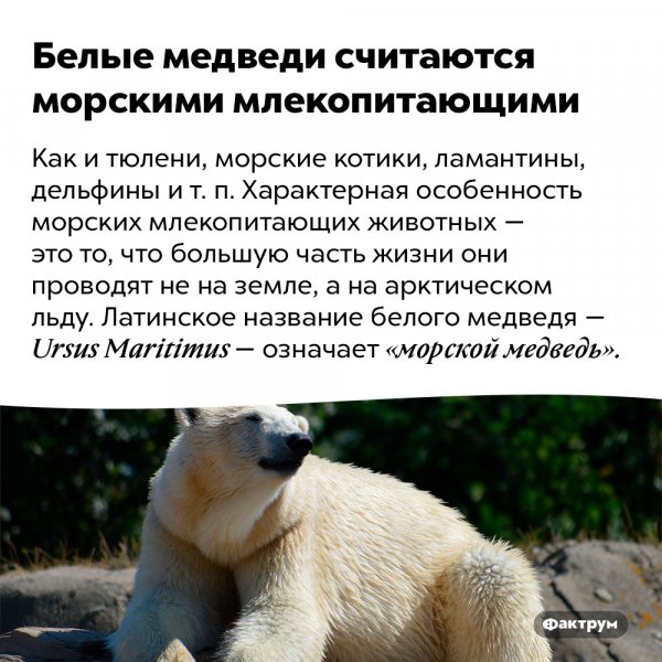 Белые медведи....