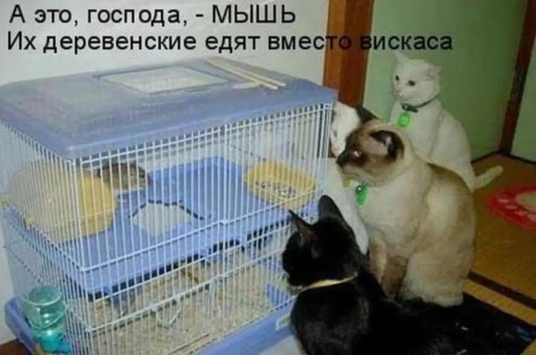 Li lisa li lisa bdc6d9e39b274ccd933e302f3b414a4f