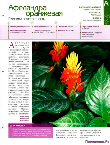 Афеландра оранжевая