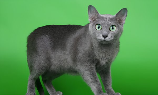 Корат
