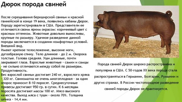 Дюрок