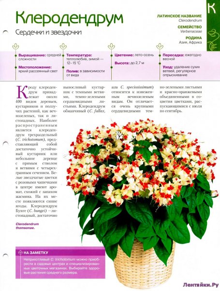 Клеродендрум