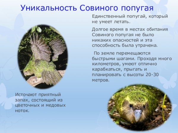 Какапо