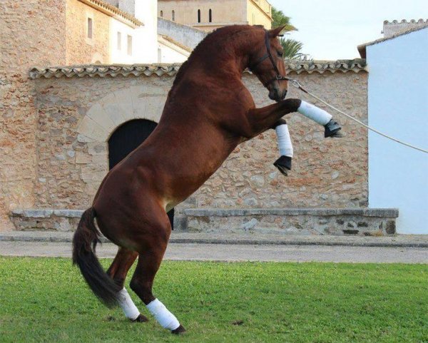Horse sports!