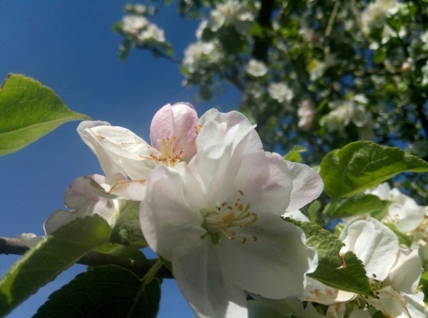 Apple Trees 12