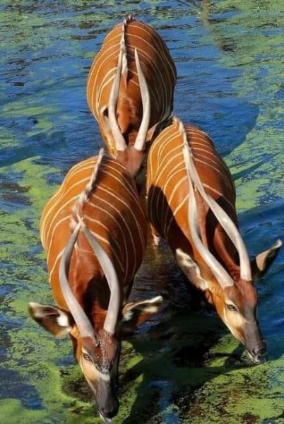 ПРИРОДА АФРИКИ