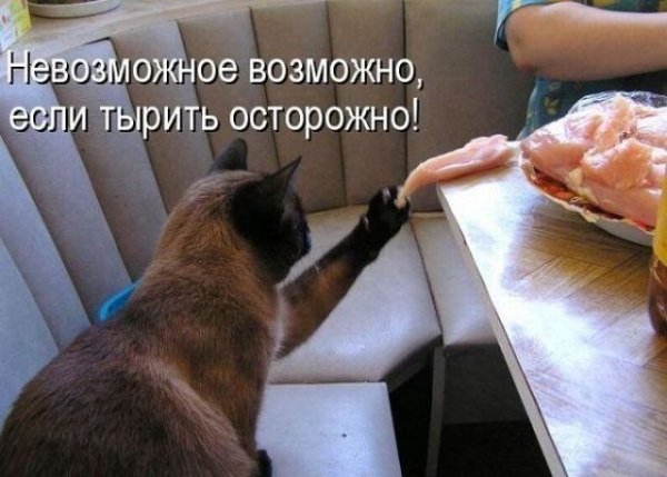 getImage Кот