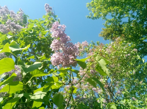 Common syringa 4