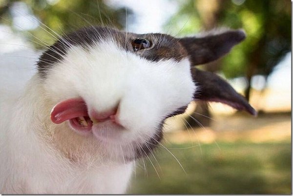 derpy13 thumb