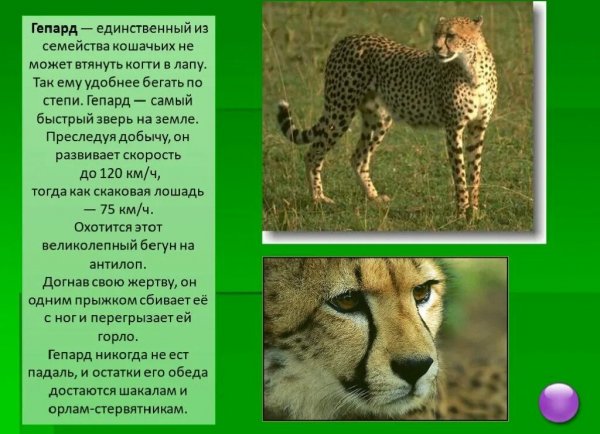 Гепард