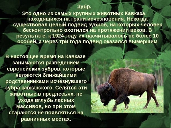 Зубр