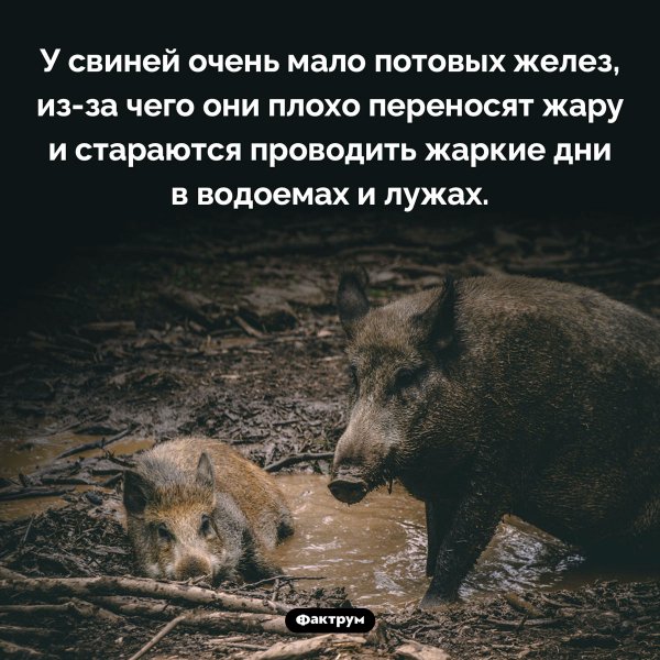 Svini-ne-poteyut