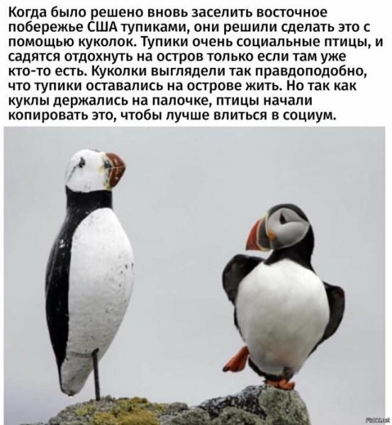 Тупики)