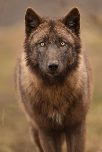 c774a278be9fdb682cd20b5104ff