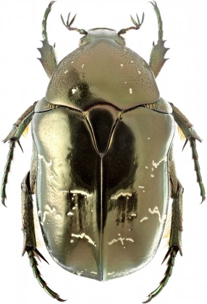 Protaetia insperata B km