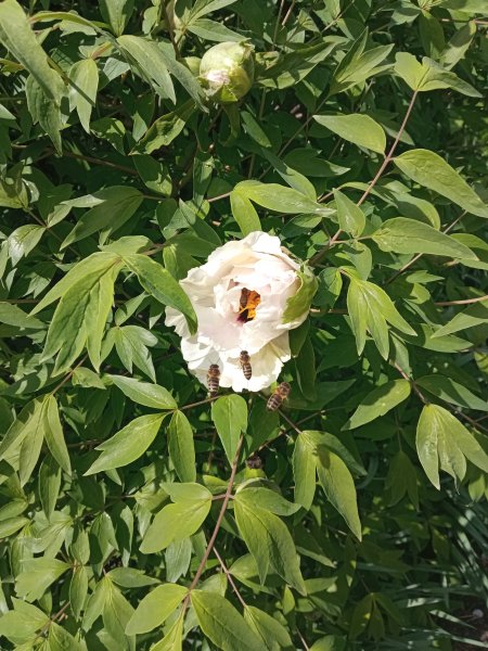IMG 20240423 122107