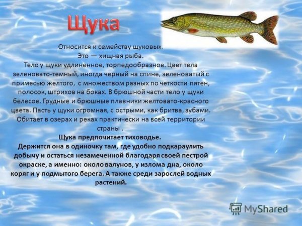 Щука