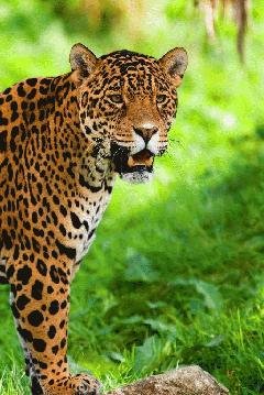 Leopard-nashobmen.org