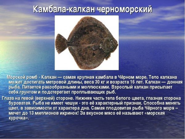 Калкан