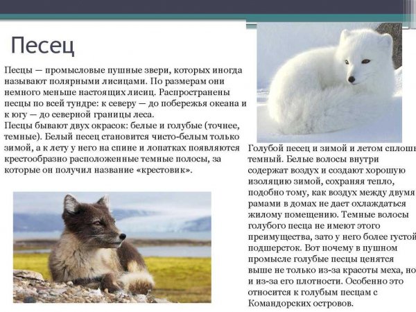 Песец