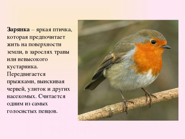 Зарянка