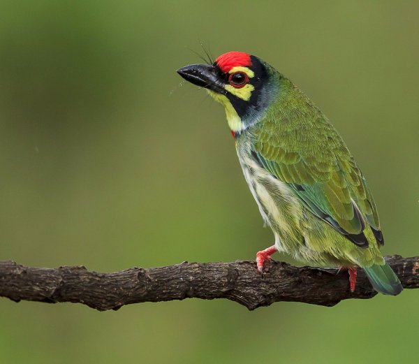 Красноголовый бородастик (Megalaima haemacephala)