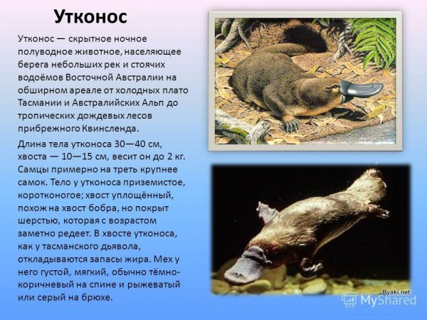 Утконос