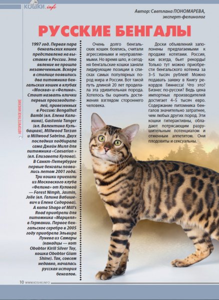 Русские бенгалы