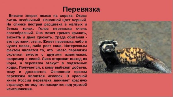 Перевязка