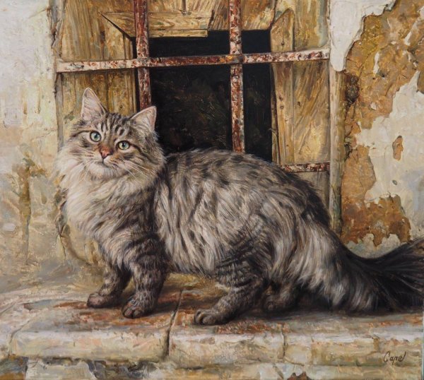 Animals-pibig-info-p-ispanskii-kot-zhivotnie-vkontakte-36