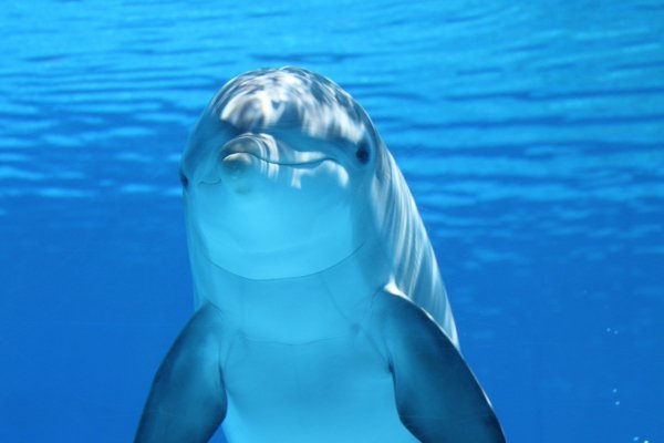 dolphin-203875 1920
