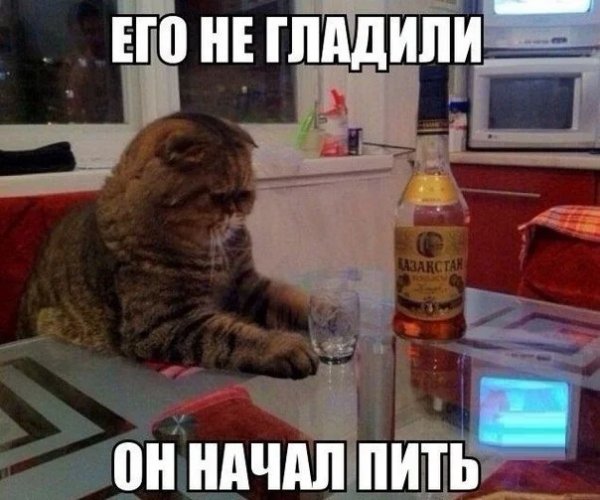 Не забудьте погладить котика )