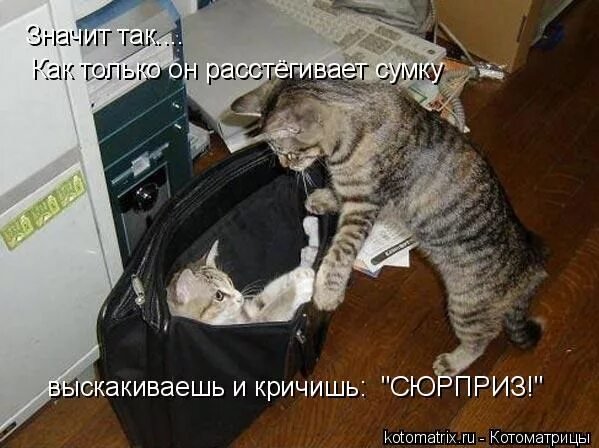 Сюрприз!