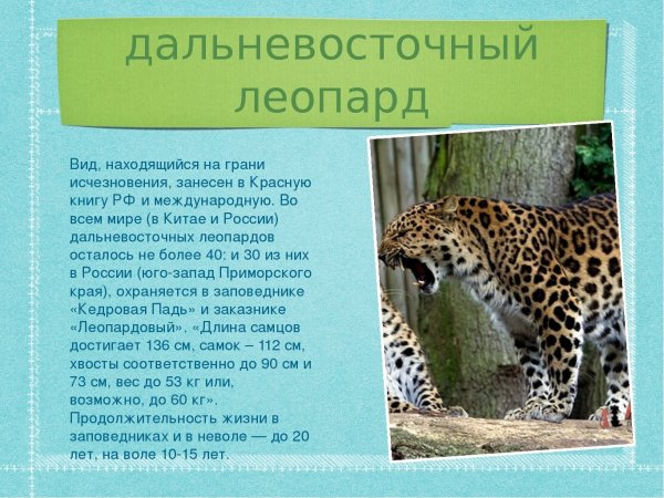 Дальневосточный леопард