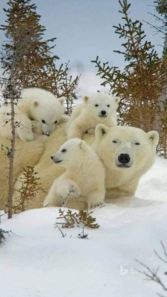 ПРИРОДА АРКТИКИ