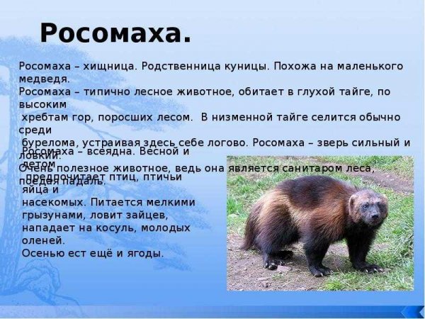 Росомаха
